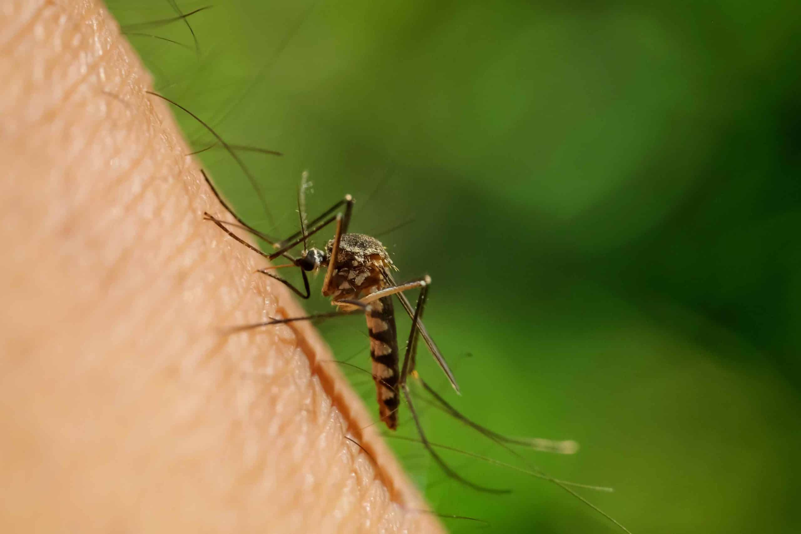 aedes aegypti dengue